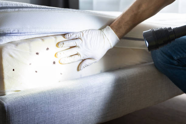 Best Mosquito Control Services  in Lanse, MI