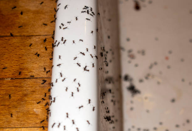 Best Termite Control Services  in Lanse, MI