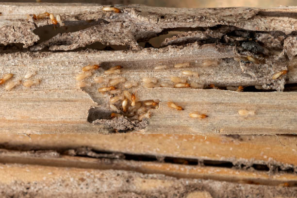 Trusted Lanse, MI Pest Control Experts